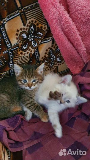 Возьмите котёночка)