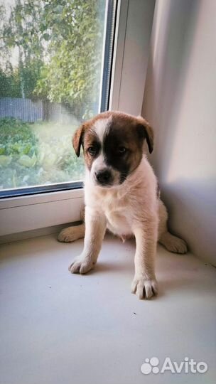 Прекрасные щенки