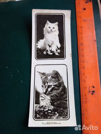 Книжная закладка СССР котята