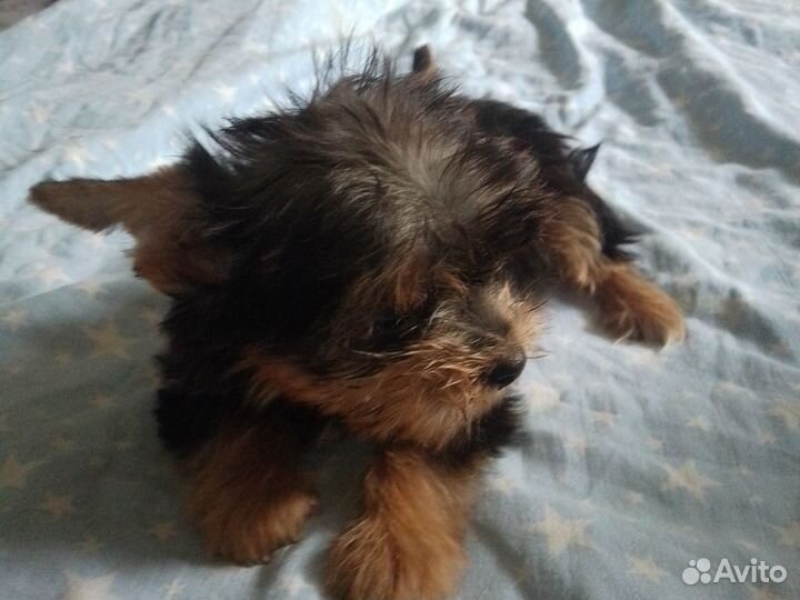 Йоркодетки