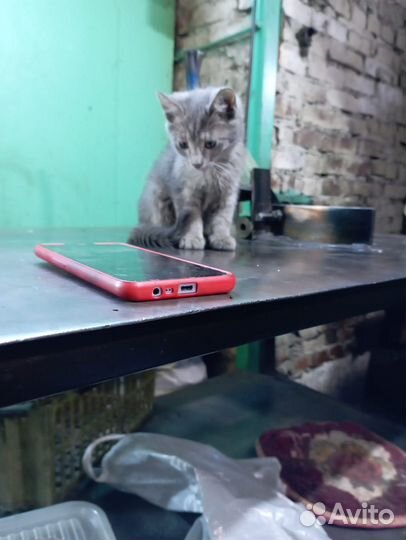 Кошка в дар