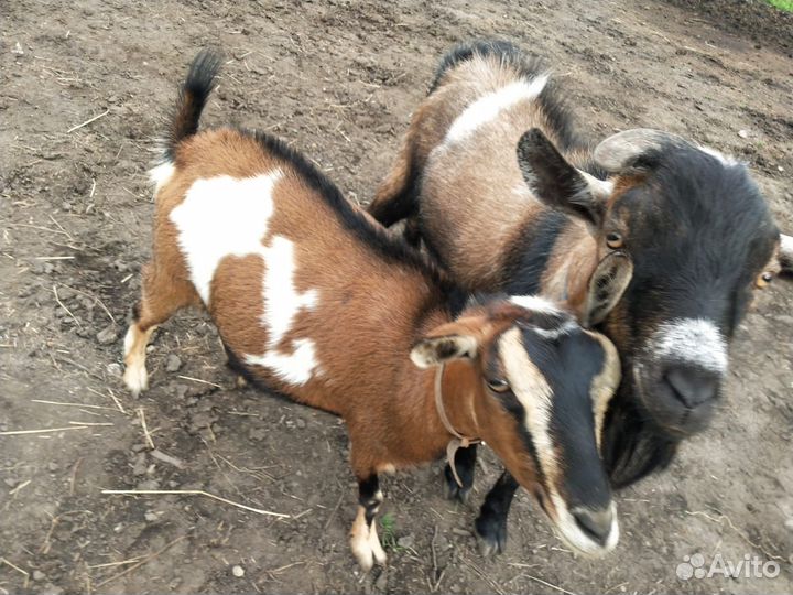 Камерунские карликовые козы