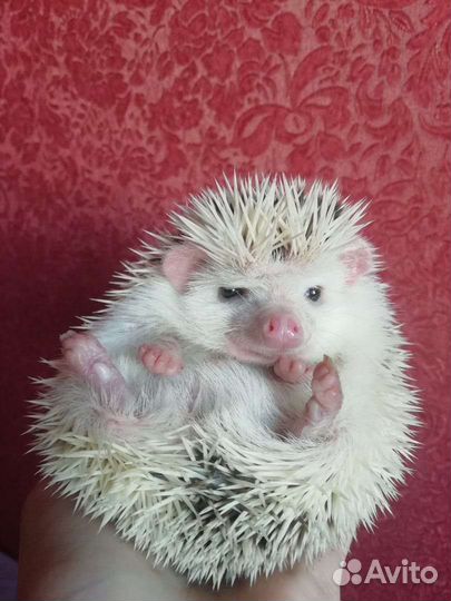 Продам африканского ежа