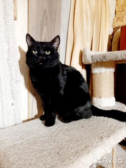 Котик в добрые руки