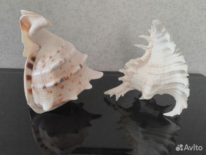 Ракушка морская большая