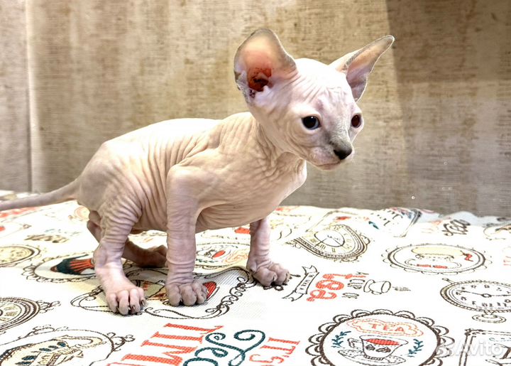 Канадский сфинкс котята мальчики