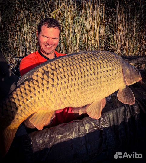 Ферментированную кукуруза и зерновые (пшеница, гор