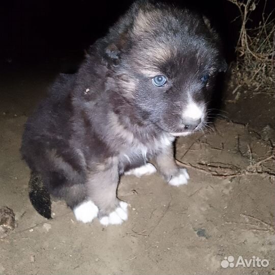 Малыши в добрые руки