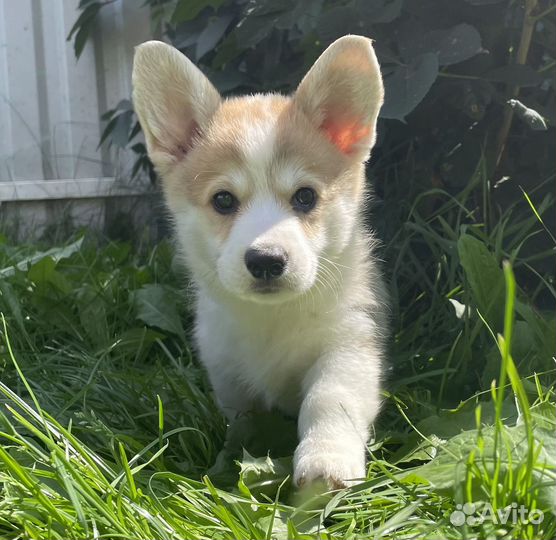 Солнышки коржики