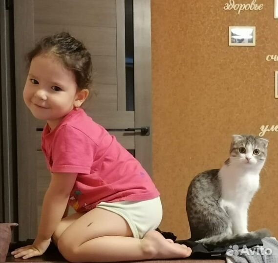 Кошечка в добрые руки