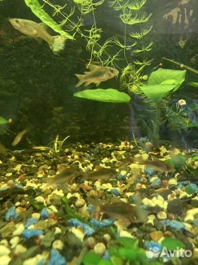 Рыбки: скалярии, гурами, сомики коридос и анцит