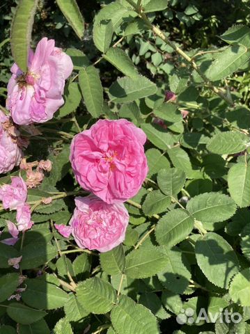 Роза болгарская, многолетники