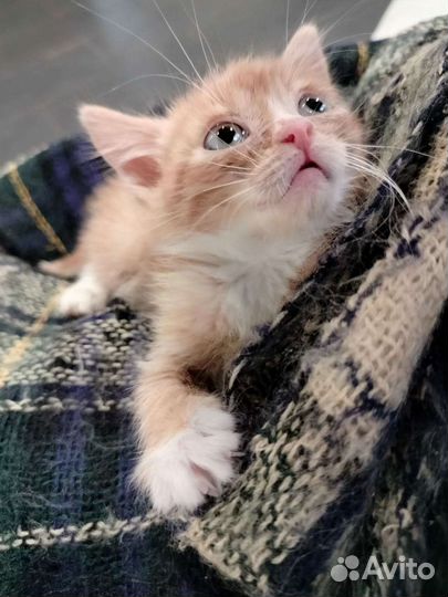Рыжий котенок в добрые руки