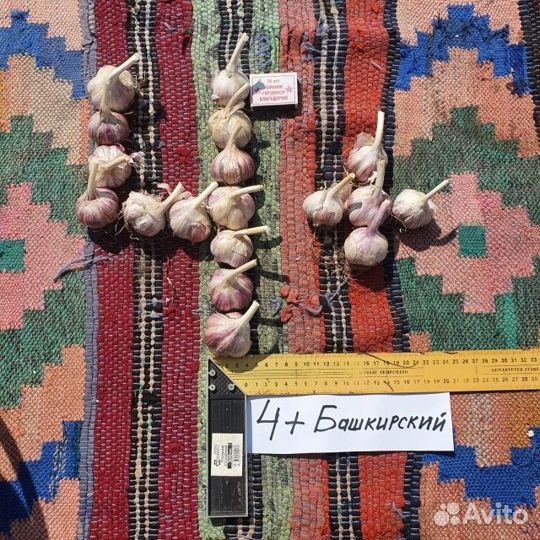 Семенной чеснок