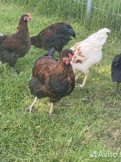 Петушки молодые