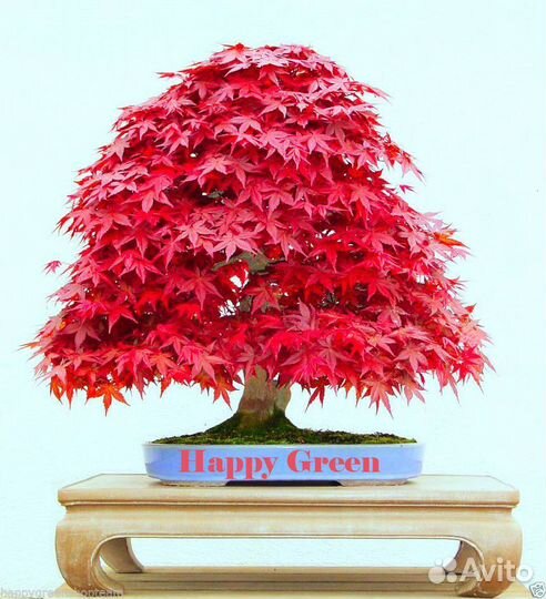 Семена Бонсай