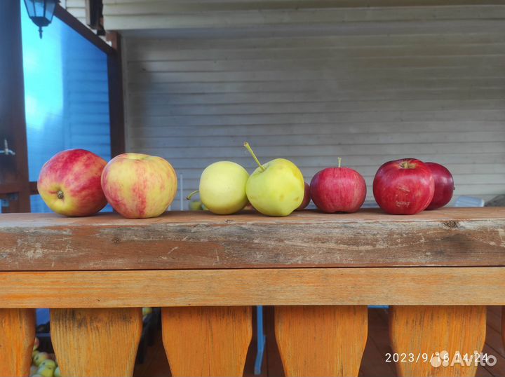 Яблоки домашние