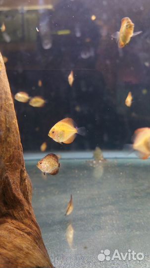 Дискус Red melon