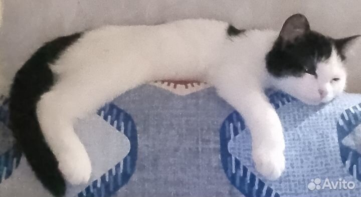 Котята в добрые руки бесплатно