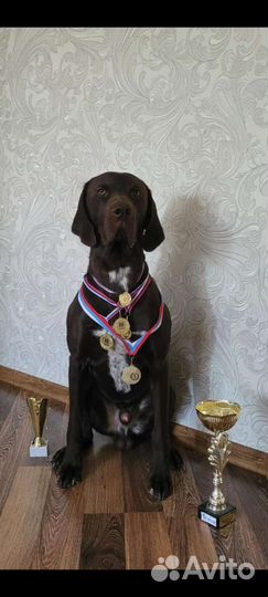 Щенки курцхаара