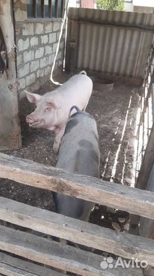 Продам поросят