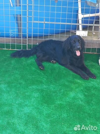 Найдена собака