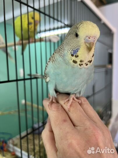 Волнистые попугаи, птенцы, чехи, радужные, пинто