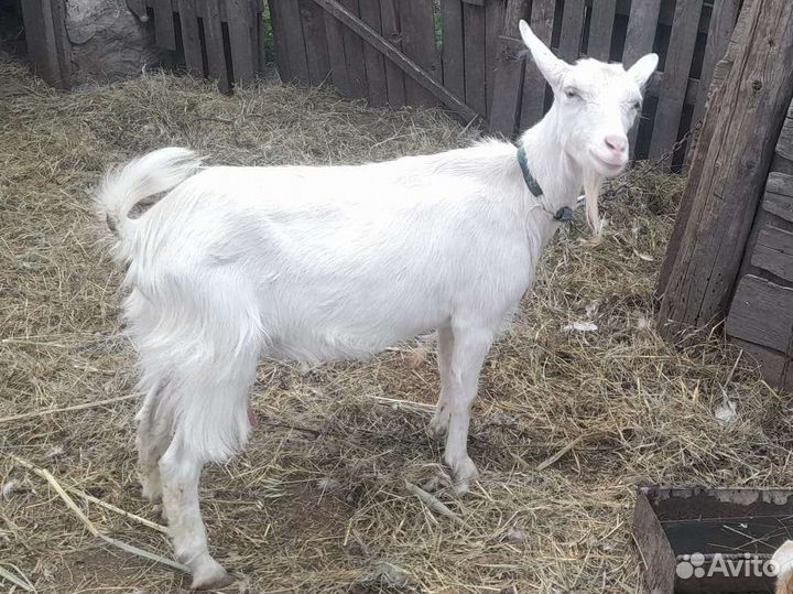 Зааненская дойная коза, козлята, козочки