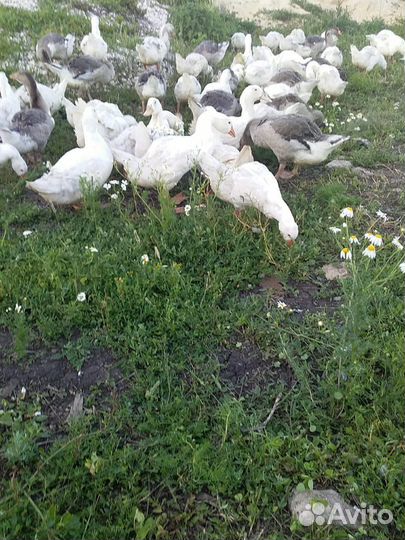 Гуси подрощенные