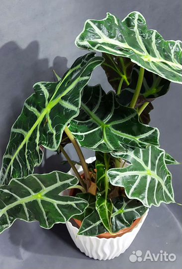 Алоказия Комнатные растения Тюмень