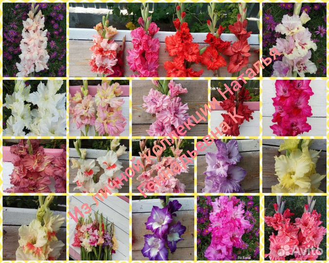 Гладиолусы, детки/ семена, цена за 10 шт