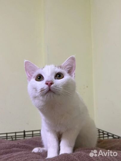 Молодой котик Одуванчик, ему 11 месяцев