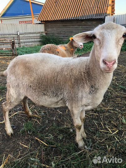 Катумские бараны, ярочки