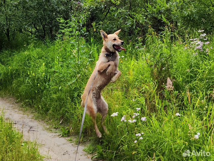 В добрые руки