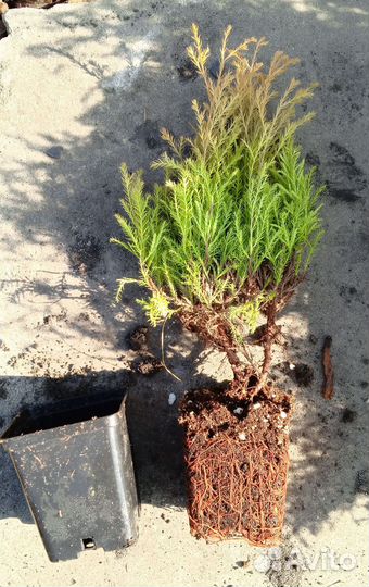 Туя Рейнголд