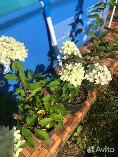 Гортензия метельчатая в горшках 3л