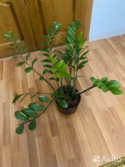 Замиокулькас