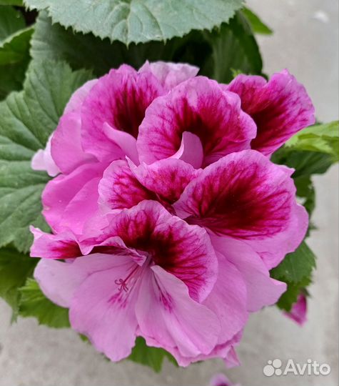 Пеларгония Герань