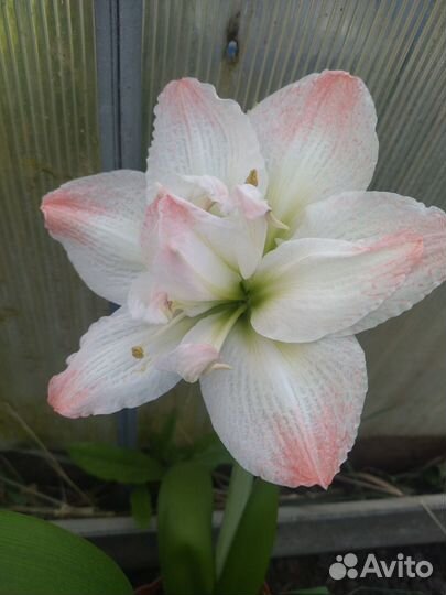 Амариллисы махровые