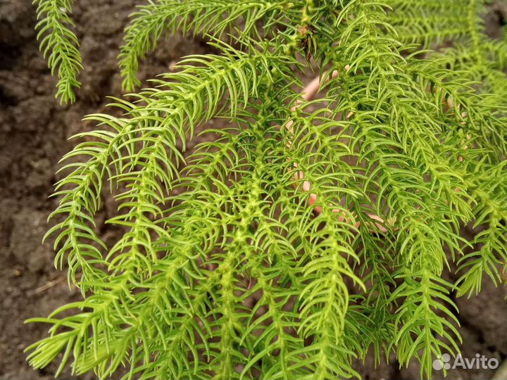 Араукария-комнатная ёлка, Пуансеттия. Хлорофитум