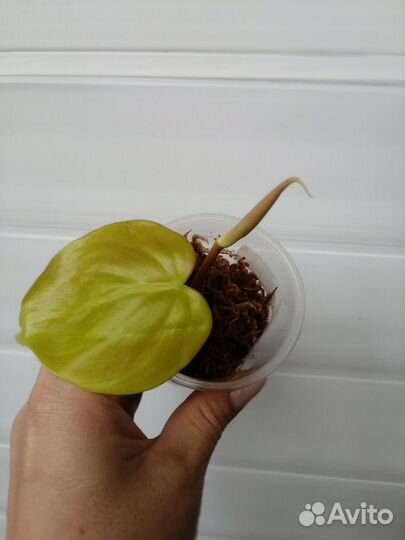 Филодендрон неон