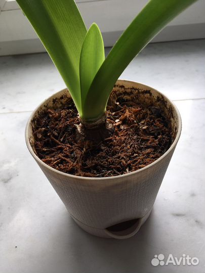 Гиппеаструм, луковица