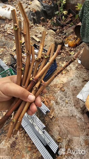 Черенки винограда, инжира, ежевики