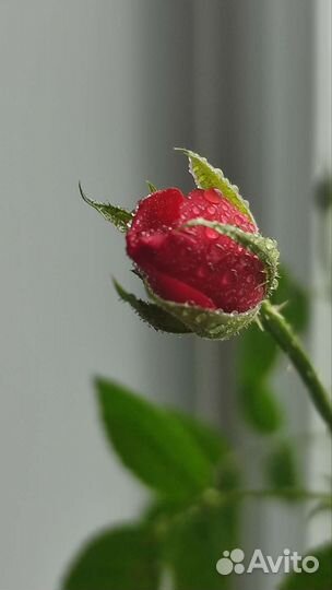 Роза комнатная домашняя, саженец. Гардения