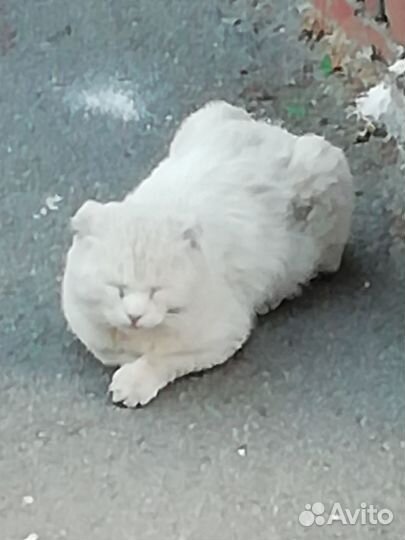 Кот в добрые руки