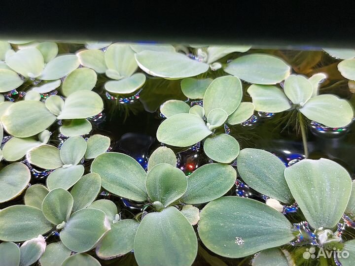 Растения аквариумные Собственного разведения