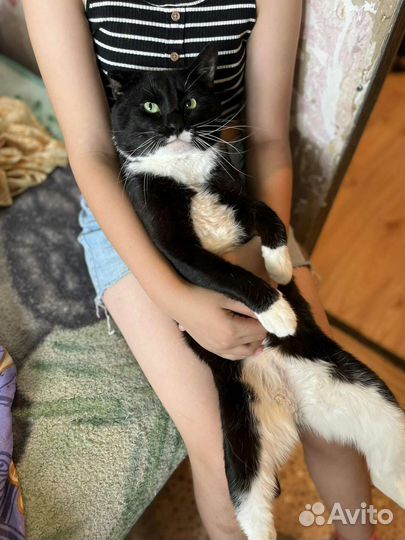 Отдам бесплатно кота