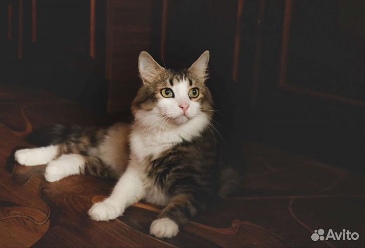 Котик ищет дом