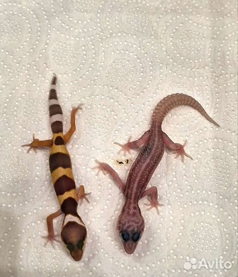 Геккон эублефар