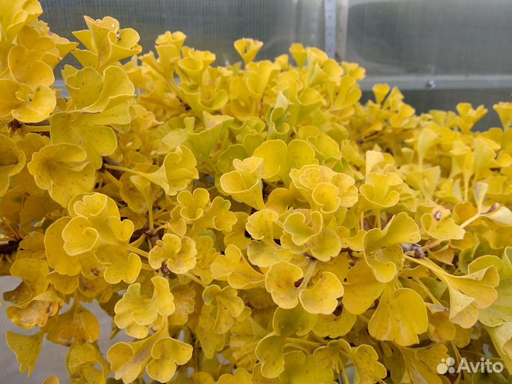 Гинко билоба